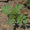 Young French marigold seedling in garden soil.
