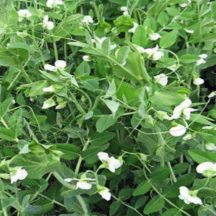 Frostmaster Organic Winter Pea Seeds