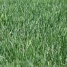  Lush green bluegrass sod, ideal for a vibrant lawn.
