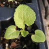 Bright green hollyhock seedling sprouting in dark potting soil.
