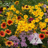 Vibrant wildflower mix showcasing orange, yellow, and purple blooms in a garden setting.
