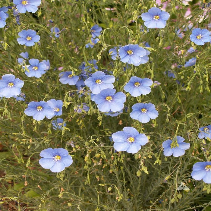 Flax, Blue (Linum perenne)