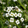 Close-up of small white alyssum flowers, a bee pollinating them amidst green foliage.
