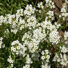 Dense cluster of small, white alyssum flowers in full bloom.
