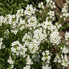 Dense cluster of small, white alyssum flowers with yellow centers, blooming in a garden bed.
