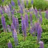 Lupine, Perennial (Lupinus perennis): Vibrant purple flower spikes in full bloom, ideal for adding color to your garden.
