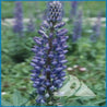 Perennial lupine blossom, vibrant purple flowers on a tall stalk, surrounded by lush green foliage.
