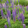 Vibrant purple lupine flowers in full bloom, surrounded by lush green foliage.

