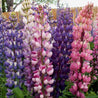Vibrant pink, purple, and white lupine flowers blooming in a garden setting.
