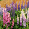 Vibrant pink, purple, and white lupine flowers blooming near a wooden fence.
