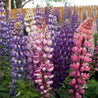 Lupine, Russell (Lupinus polyphyllus) seeds: vibrant pink, purple, and white blooms in a garden setting.
