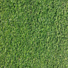 Lush green microclover ground cover, ideal for lawns and landscaping.
