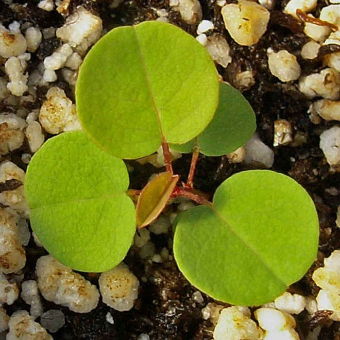 Leadplant (Amorpha canescens)