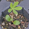 Perennial lupine seedling sprouting in a dark container, showing early foliage.
