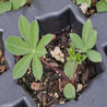 Young Russell lupine seedlings in a dark gray seed tray.
