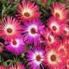 Annual Iceplant, Mixed (Dorotheanthus bellidiformis): vibrant pink, red, and white flowers
