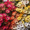 Vibrant annual ice plant blooms in a mix of pink, orange, and yellow hues.
