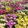 Vibrant mix of annual ice plant flowers in pink, purple, white, and yellow.

