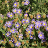 Vibrant purple prairie aster flowers in full bloom, densely clustered amongst green foliage.
