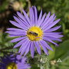 Purple prairie aster with bee collecting pollen
