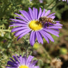Prairie Aster (Machaeranthera tanacetifolia) with bee
