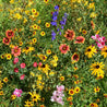 Vibrant wildflower mix showcasing red, yellow, and blue blooms in a lush green meadow.

