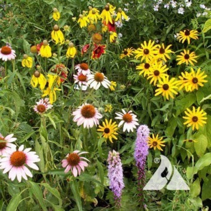 Native Perennial Mix: Vibrant wildflowers including coneflowers, black-eyed Susans, and blazing stars for a colorful garden.
