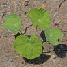 Young nasturtium plant with vibrant green leaves growing in dry soil.
