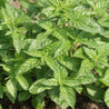 Sweet Basil ‘Italian Large Leaf’ (Ocimum basilicum) herb plant; lush green leaves, ideal for cooking.
