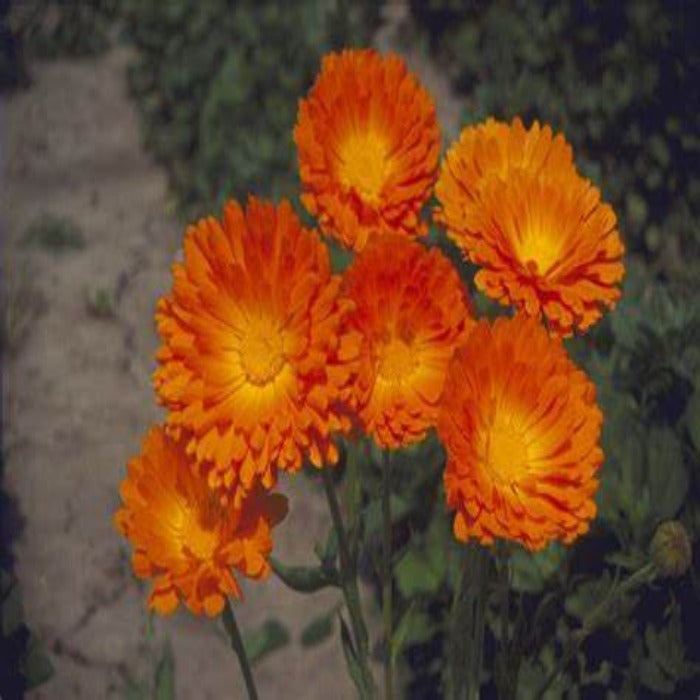 Calendula, Orange (Calendula officinalis)