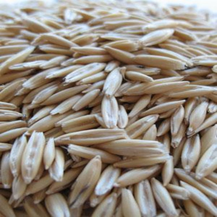 Organic Cayuse Oat Seed
