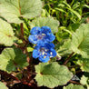 Vibrant blue California bluebell flowers blooming amid lush green foliage.
