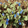 California bluebell wildflowers blooming in garden soil.
