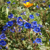 Vibrant blue California bluebell flowers in bloom, visited by a bee, amongst green foliage.
