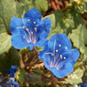 Vibrant blue California Bluebell (Phacelia campanularia) flowers in bloom

