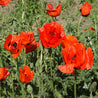 Vibrant red Oriental poppies blooming in a lush green garden.
