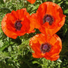 Vibrant orange Oriental poppies blooming in a lush green garden.

