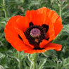 Vibrant orange Oriental poppy with a bee inside its dark center, surrounded by green foliage.
