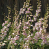 Light pink Penstemon palmeri blossoms in full bloom against a dark wood fence.
