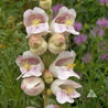 Penstemon palmeri, Palmer Penstemon: Delicate off-white flowers with purple veining.
