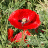 Vibrant red corn poppy blossom amidst green foliage.
