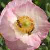 Honeybees pollinating a delicate pink poppy blossom.
