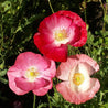 Poppy, Corn Single Mixed (Papaver rhoeas) seeds: Vibrant pink and red blooms.
