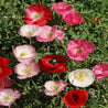 Vibrant red, pink, and white corn poppies blooming in a lush green garden.
