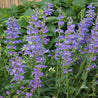 Cluster of vibrant purple Penstemon flowers in a garden setting.
