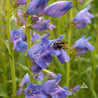 Bee pollinating vibrant purple Penstemon flowers in a garden setting.
