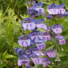 Close-up of delicate lavender Penstemon flowers, showcasing their unique shape and vibrant color against a blurred green background.
