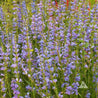 Dense cluster of light purple Penstemon flowers in a garden setting.
