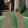 Grass-paved driveway beside a brick home, showcasing permeable paving system.

