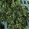 Lush green groundcover planted in teal permeable paving.
